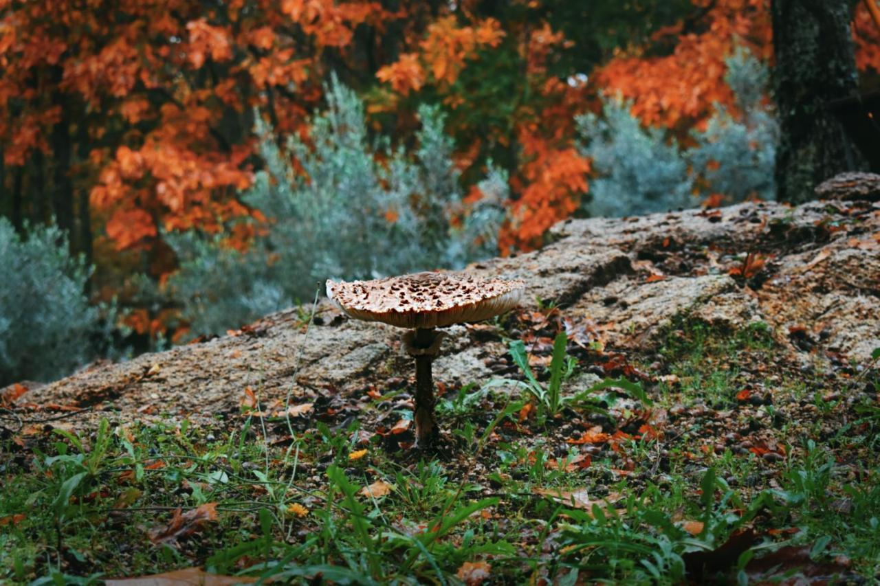 Quinta Das Fontes - Alojamento Rustico Local E Turismo Rural São Pedro do Sul Eksteriør bilde