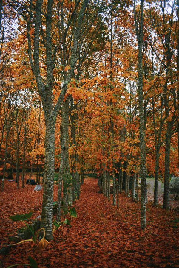 Quinta Das Fontes - Alojamento Rustico Local E Turismo Rural São Pedro do Sul Eksteriør bilde